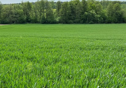 działka na sprzedaż - Borkowice